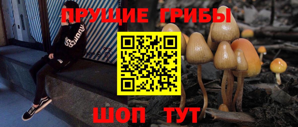 Галлюциногенные грибы Psilocybe Кисловодск